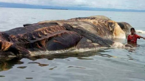 Це може бути кит або кальмар. Фото: regional.kompas.com