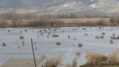 В Австралии перекати-поле спровоцировали массовую панику
