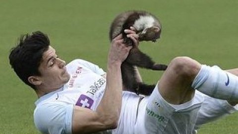 Футболисту удалось поймать животное, однако оно успело укусить его за палец.