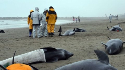 ​Около 150 дельфинов выбросились на восточное побережье Японии
