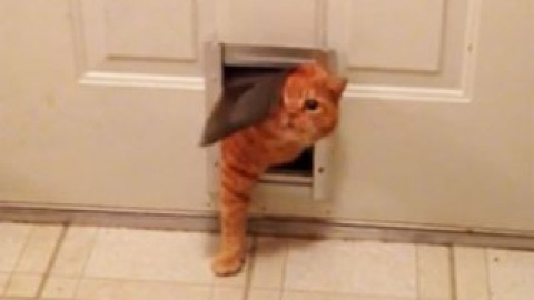 12-килограммовый рыжий домашний кот.