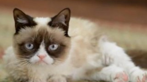 Кошка по имени Соус Тартар известна в интернете как Сердитый кот (Grumpy Cat). Скриншот видео на YouTube