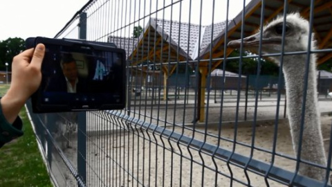 ​Страусам в Межигір'ї показали інтерв'ю Януковича
