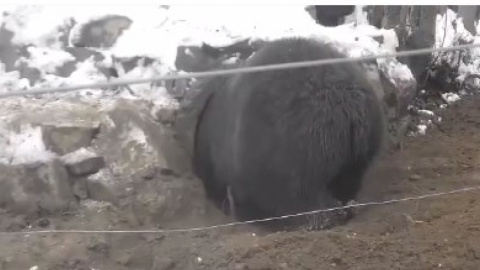 Ведмеді почали облаштування барлогу. Скріншот відео facebook.com/EcoHalychWildlifeRehab