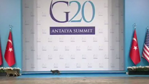 На саміт G20 прибула делегація котів
