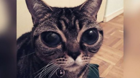 ​Кошка-инопланетянин стала звездой Instagram