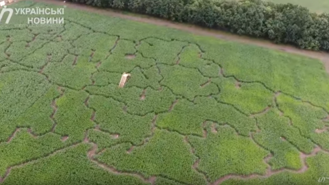 Лабіринт в кукурудзі. Фото: скріншот відео Українські Новини