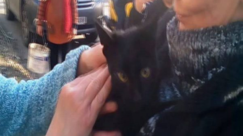 в Умані врятували кота, який кілька днів провів на дереві