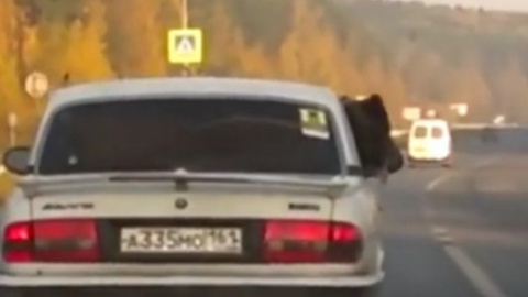 Медведь, ехавший в волге, покорил пользователей сети