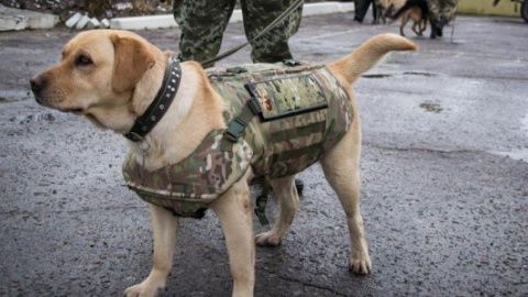 Луганські прикордонники одягнули службових собак у бронежилети