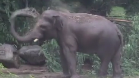 Звірі грали під сильним дощем. Скріншот відео facebook.com/zoo.kiev.ua 