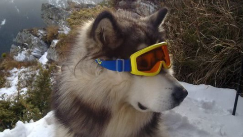 Маламут Джамбо. Фото: facebook.com/jumbo.malamute