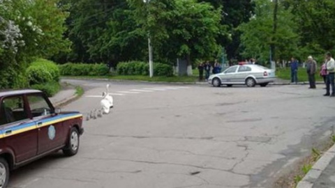 ​В Винницкой области стаю лебедей сопровождал через весь город патруль ГАИ