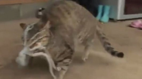 ​Осьминог одолел кота в борьбе за жизнь