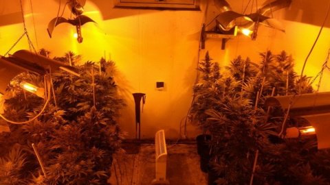 Оперативники спецслужби затримали 2 учасників наркоугруповання. Фото: ssu.gov.ua