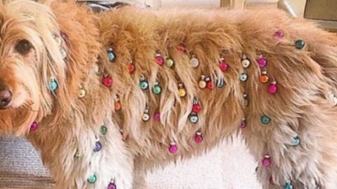 ​Елочные игрушки для бороды стали модным аксессуаром для собак