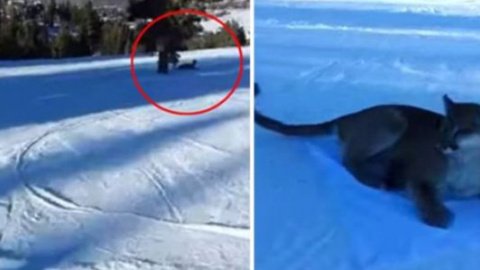 ​Лыжник столкнулся на трассе с горным львом