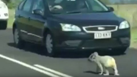 ​В Австралії коала паралізувала рух шосе