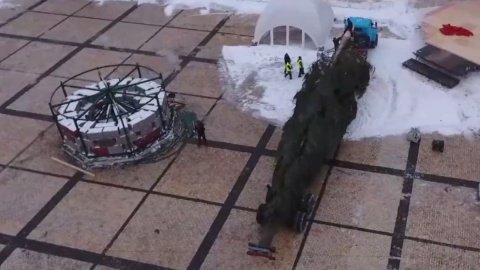 Ялинку везли до Києва 15 годин. Скріншот відео.