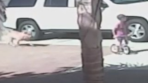 Собаку, напавшую на ребенка, из вирусного видео про "смелого кота" усыпили