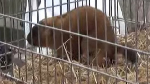 Львівський бабак Мишко передбачив ранню весну