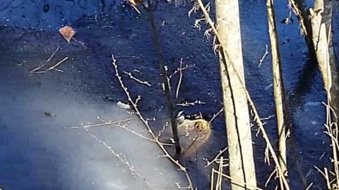 За словами експертів алігатори в порядку. Скріншот відео facebook.com/shallotteriverswamppark