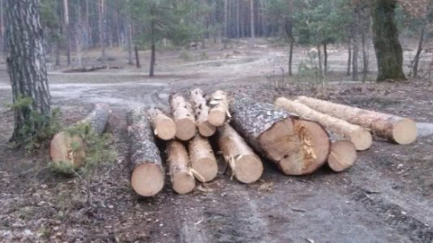 В Ірпені стерли з лиця землі сосновий парк