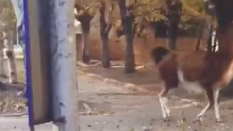 ​В Донецке по улице бегала лама