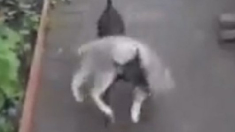​Собака, несущая непослушного кота домой, покорила соцсети