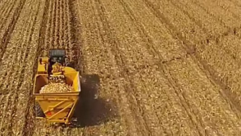 Збирання кукурудзи в Черкаській області з висоти пташиного польоту