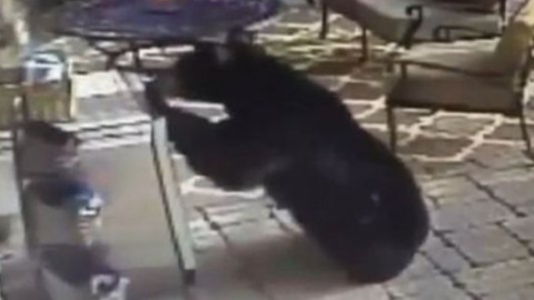 Ведмеді забралися до американця додому і з'їли там всю їжу