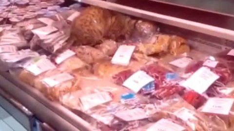 ​Кот пообедал в аэропорту Владивостока на 17 тыс. гривен