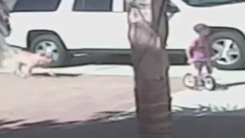 Собаку, яка напала на дитину, з вірусного відео про "сміливого кота" приспали