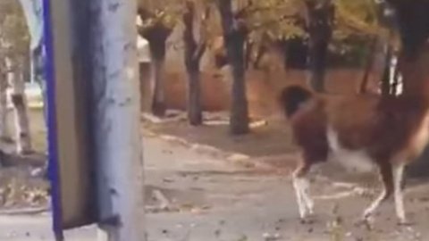У Донецьку по вулиці бігала лама