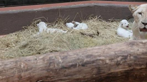 Напередодні Нового року народилися троє білих левенят у зоопарку під Києвом