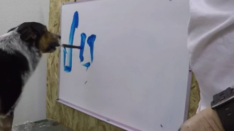 Господар навчив собаку писати свою кличку на дошці