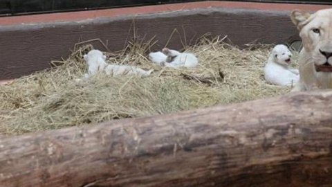 ​Накануне Нового года родились трое белых львят в зоопарке под Киевом