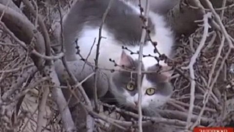 ​У Запоріжжі три дня намагалися зняти кішку з дерева