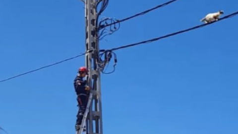 В Алжирі кіт-канатоходець спантеличив бригаду рятувальників
