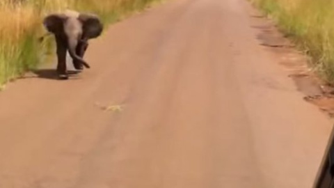 Видео с отважным слоником покорило интернет