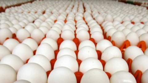 У Києві відбулась "битва за дешеві яйця"