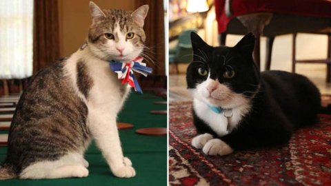 Правительственные коты устроили потасовку. Фото: соцсети