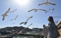 Tourists watch birds at Laohutan scenic area in Dalian, northeast China's Liaoning Province. Photo by Xinhua/Lu Peng.
