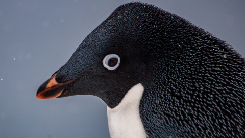 Фото: facebook.com/AntarcticCenter