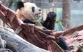 A giant panda is pictured at a zoo in Madrid, Spain. Photo by Gustavo Valiente/Xinhua.