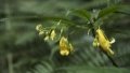 A new species of impatiens named Impatiens beipanjiangensis in Panzhou City, southwest China's Guizhou Province. Photo by Guo Ying/Xinhua.