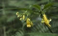 A new species of impatiens named Impatiens beipanjiangensis in Panzhou City, southwest China's Guizhou Province. Photo by Guo Ying/Xinhua.