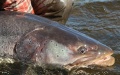 Chinese scientists breed endangered fish species. Photo by Xinhua.