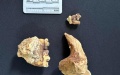 This photo taken on April 18, 2024 shows giant panda fossils discovered in Shuanghe Cave in Zunyi, southwest China's Guizhou Province. Photo by Xinhua.