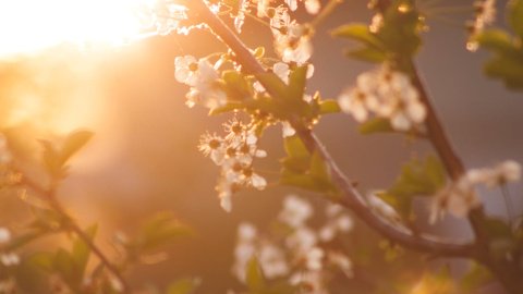 Весна. Фото: pexels